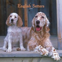 English Setters 2008 Square Wall Calendar (German, French, Spanish and English Edition)