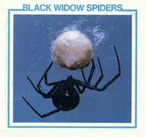 Black Widow Spiders (Spider Discovery Library)