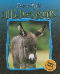 Little Donkeys (Born to Be Wild)