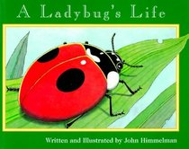Ladybug's Life
