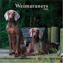 Weimaraners 2008 Square Wall Calendar