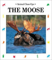 The Moose: Gentle Giant (Animal Close-Ups)