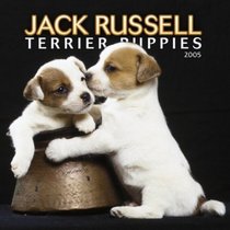 Jack Russell Terrier Puppies 2005 Mini Wall Calendar