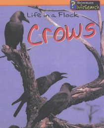 Crows Life in a Flock (Animal Groups)