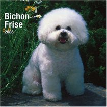 Bichon Frise 2008 Square Wall Calendar (German, French, Spanish and English Edition)