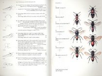 Solitary Wasps (Naturalists' Handbook)