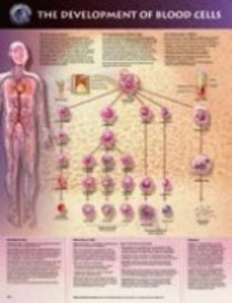 The Development of Blood Cells Anatomical Chart