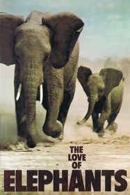 The love of elephants