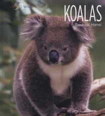 Koalas (Living Wild)