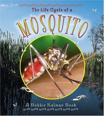 The Life Cycle of a Mosquito (Life Cycle)