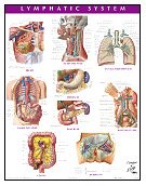 Lymphatic System Chart (Netter Charts)