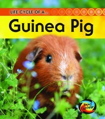 Guinea Pig