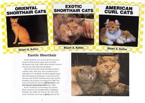 Cats, Set II (Cats Set II)