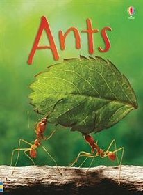 Ants IR