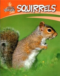 Squirrels (British Wildlife)