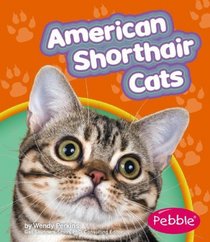 American Shorthair Cats (Pebble Books)