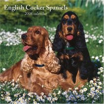 English Cocker Spaniels 2008 Square Wall Calendar (German, French, Spanish and English Edition)