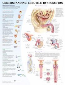 Understanding Erectile Dysfunction Anatomical Chart