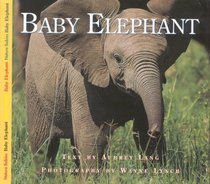 Baby Elephant (Nature Babies)
