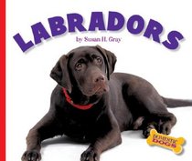 Labradors (Domestic Dogs)