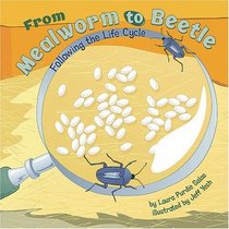 From Mealworm to Beetle: Following the Life Cycle (Amazing Science)