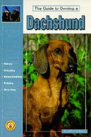 The Guide to Owning a DACHSHUND