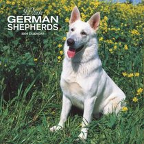 German Shepherds, White 2008 Square Wall Calendar (German, French, Spanish and English Edition)