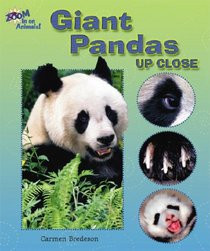 Giant Pandas Up Close (Zoom in on Animals!)