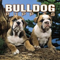 Bulldog Puppies 2005 Mini Wall Calendar