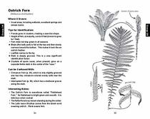 Identifying Ferns the Easy Way: A Pocket Guide to Common Ferns of the Northeast