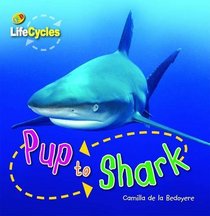 Pup to Shark (Lifecycles)