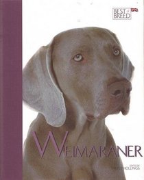 Weimaraner (Best of Breed)