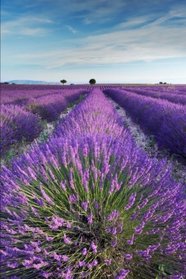 Lavender Field in Provence France Journal: 150 page lined notebook/diary