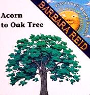 Acorn to Oak Tree