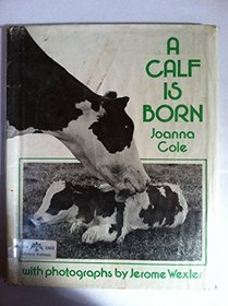 A Calf Is Born