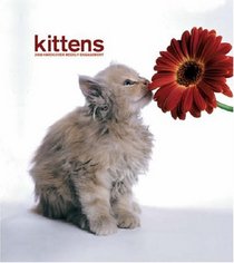 Kittens 2008 Hardcover Weekly Engagement Calendar