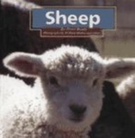 Sheep (Early Reader Science)