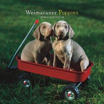 Weimaraner Puppies 2008 Mini Wall Calendar (German, French, Spanish and English Edition)