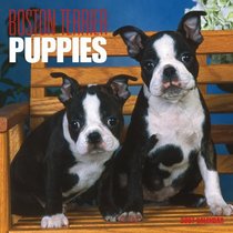 Boston Terrier Puppies 2007 Calendar