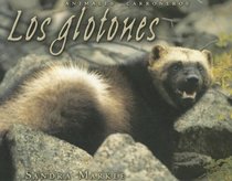 Los Glotones/Wolverines (Animales Carroneros/Animal Scavengers) (Spanish Edition)