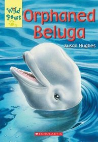 Orphaned Beluga
