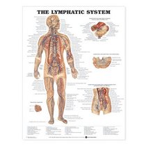 The Lymphatic System Anatomical Chart