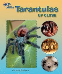Tarantulas Up Close (Zoom in on Animals!)