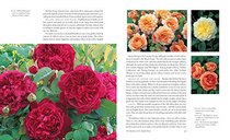 The English Roses: Classic Favorites and New Selections