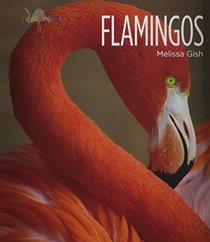 Flamingos (Living Wild)