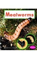 Mealworms (Pebble Books)