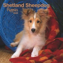 Shetland Sheepdog Puppies 2008 Mini Wall Calendar (German, French, Spanish and English Edition)