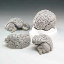 Budget Brain Model