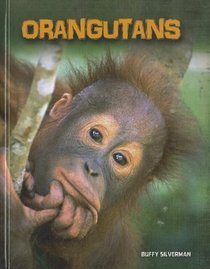 Orangutans (Heinemann Infosearch)