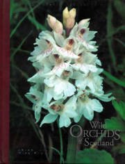 Wild Orchids of Scotland